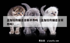 孟加拉豹猫适合新手养吗（孟加拉豹猫适合家养吗）