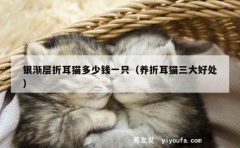 银渐层折耳猫多少钱一只（养折耳猫三大好处）