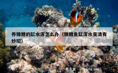 养锦鲤的缸水浑怎么办（锦鲤鱼缸浑水变清有妙招）