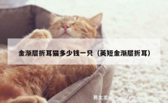 金渐层折耳猫多少钱一只（英短金渐层折耳）