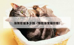 渐银层猫多少钱（银层渐变猫价格）