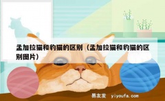 孟加拉猫和豹猫的区别（孟加拉猫和豹猫的区别图片）