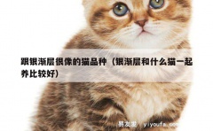 跟银渐层很像的猫品种（银渐层和什么猫一起养比较好）