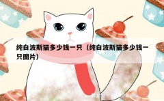 纯白波斯猫多少钱一只（纯白波斯猫多少钱一只图片）