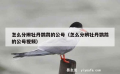 怎么分辨牡丹鹦鹉的公母（怎么分辨牡丹鹦鹉的公母视频）