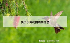 关于小葵花鹦鹉的信息