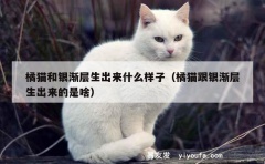 橘猫和银渐层生出来什么样子（橘猫跟银渐层生出来的是啥）