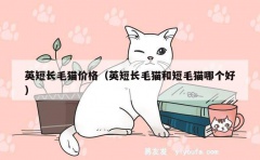 英短长毛猫价格（英短长毛猫和短毛猫哪个好）