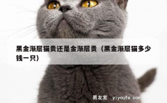 黑金渐层猫贵还是金渐层贵（黑金渐层猫多少钱一只）