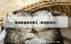 银渐层猫排名第几（银渐层档次）