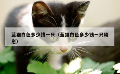 蓝猫白色多少钱一只（蓝猫白色多少钱一只幼崽）