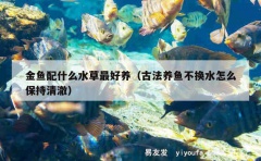 金鱼配什么水草最好养（古法养鱼不换水怎么保持清澈）