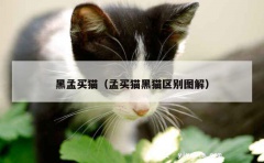 黑孟买猫（孟买猫黑猫区别图解）