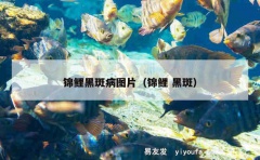 锦鲤黑斑病图片（锦鲤 黑斑）