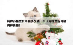 纯种苏格兰折耳猫多少钱一只（苏格兰折耳猫纯种价格）