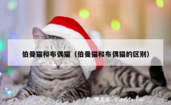 伯曼猫和布偶猫（伯曼猫和布偶猫的区别）