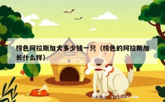 棕色阿拉斯加犬多少钱一只（棕色的阿拉斯加长什么样）