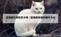 蓝猫图片英短多少钱（蓝猫英短猫的图片大全）