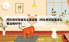 阿比西尼亚猫怎么看品相（阿比西尼亚猫怎么看品相好坏）