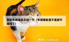 黑脸布偶猫多少钱一只（布偶黑脸是不是就不值钱了）