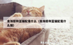 金渐层和蓝猫配是什么（金渐层和蓝猫配是什么猫）