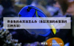 养金鱼的水浑浊怎么办（鱼缸浑浊的水变清的三种方法）