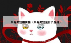 长毛美短猫价格（长毛美短是什么品种）