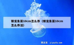 银龙鱼苗10cm怎么养（银龙鱼苗10cm怎么养活）