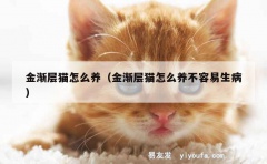 金渐层猫怎么养（金渐层猫怎么养不容易生病）