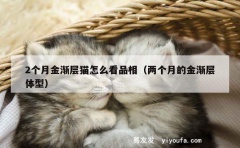 2个月金渐层猫怎么看品相（两个月的金渐层体型）