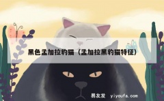 黑色孟加拉豹猫（孟加拉黑豹猫特征）