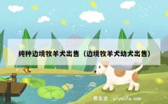 纯种边境牧羊犬出售（边境牧羊犬幼犬出售）