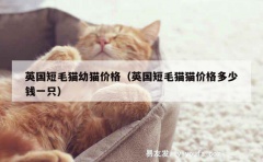 英国短毛猫幼猫价格（英国短毛猫猫价格多少钱一只）