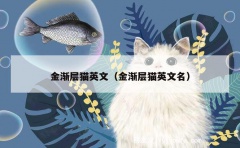 金渐层猫英文（金渐层猫英文名）