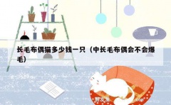 长毛布偶猫多少钱一只（中长毛布偶会不会爆毛）