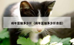 成年蓝猫多少斤（成年蓝猫多少斤合适）