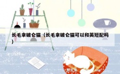 长毛拿破仑猫（长毛拿破仑猫可以和英短配吗）