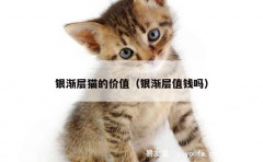 银渐层猫的价值（银渐层值钱吗）