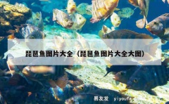 琵琶鱼图片大全（琵琶鱼图片大全大图）