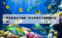 罗汉鱼有几个品种（罗汉鱼有几个品种图片大全）