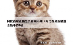 阿比西尼亚猫怎么看纯不纯（阿比西尼亚猫适合新手养吗）