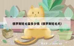 俄罗斯短毛猫多少钱（俄罗斯短毛犬）