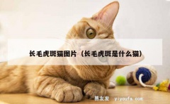 长毛虎斑猫图片（长毛虎斑是什么猫）