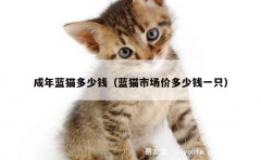 成年蓝猫多少钱（蓝猫市场价多少钱一只）