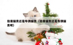 伯曼猫贵还是布偶猫贵（伯曼猫贵还是布偶猫贵呢）