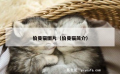 伯曼猫图片（伯曼猫简介）