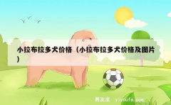 小拉布拉多犬价格（小拉布拉多犬价格及图片）