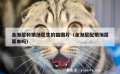 金渐层和银渐层生的猫图片（金渐层配银渐层算串吗）