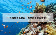 热带鱼怎么养水（养热带鱼怎么养水）