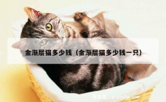 金渐层猫多少钱（金渐层猫多少钱一只）